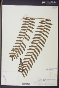 Cyathea pungens image