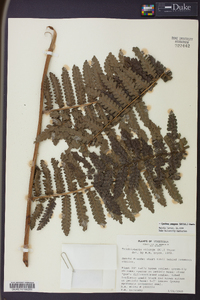 Cyathea pungens image