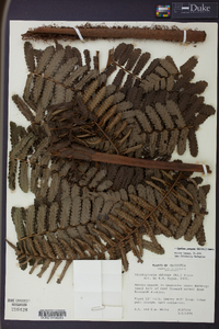 Cyathea pungens image