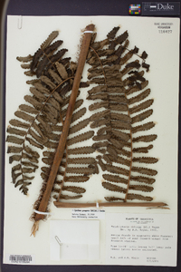 Cyathea pungens image