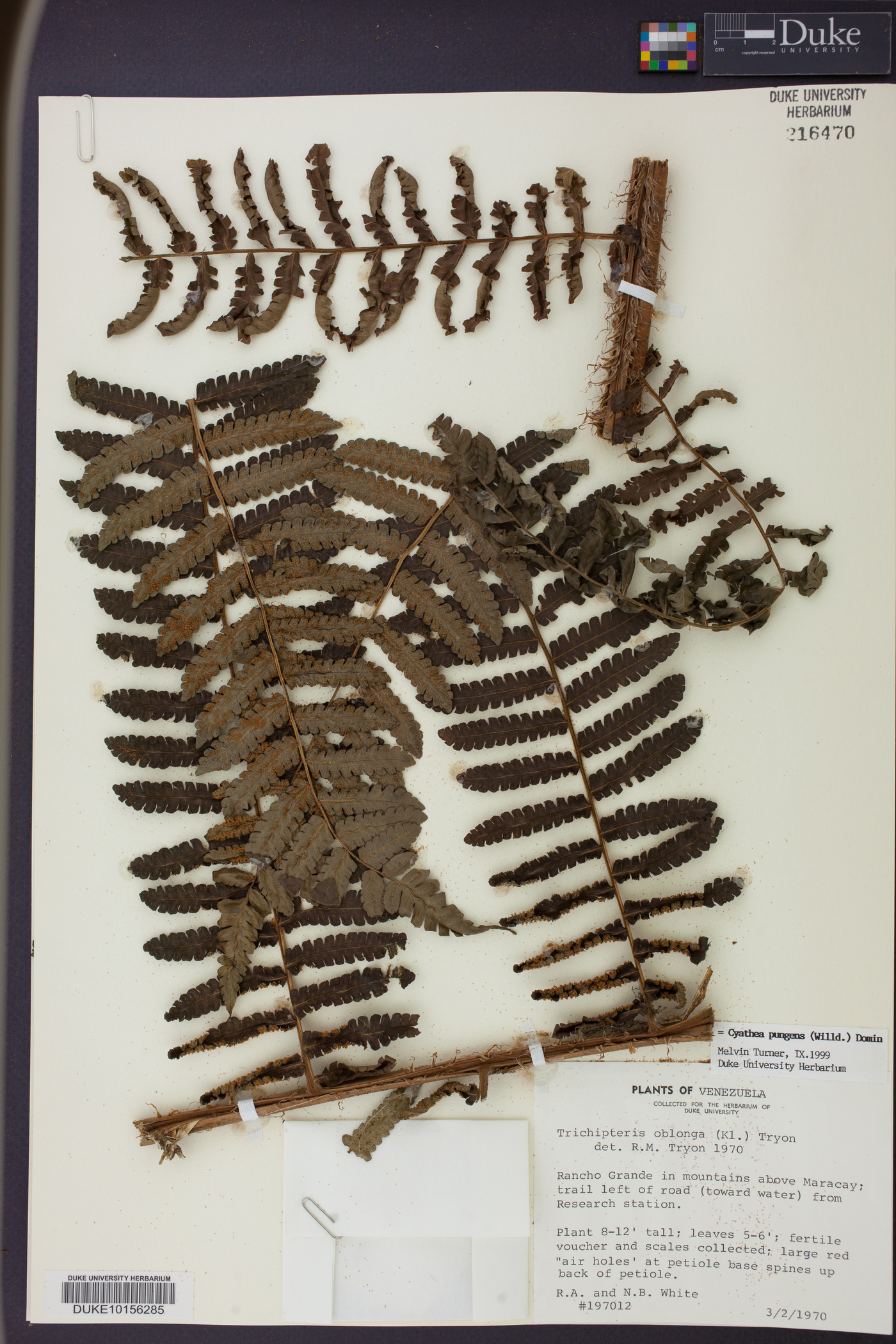 Cyathea pungens image