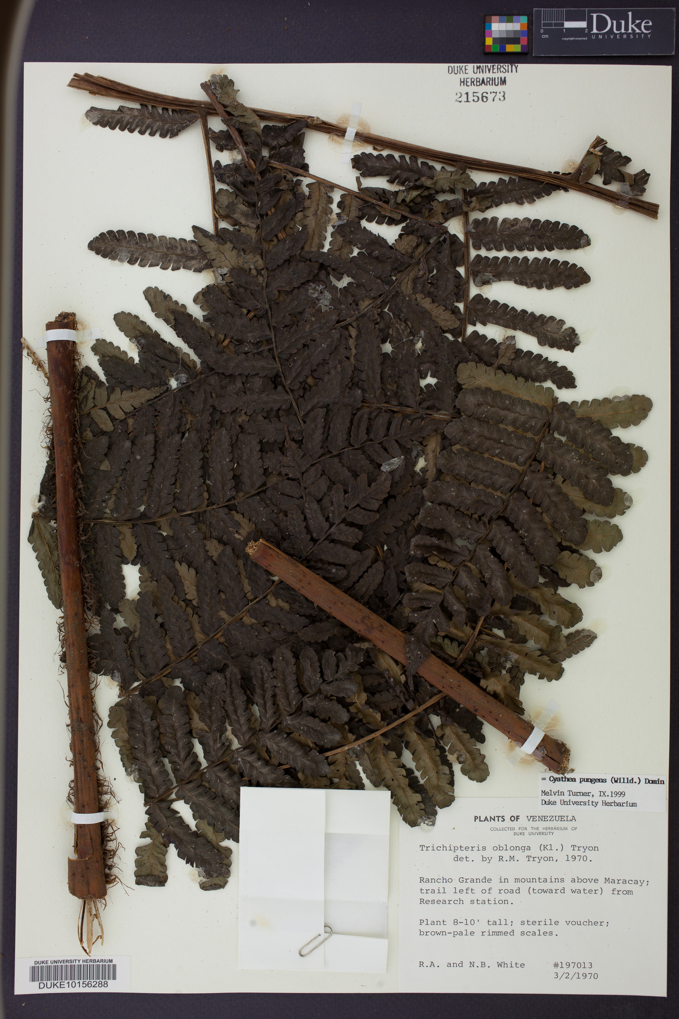 Cyathea pungens image