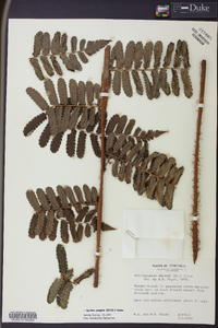 Cyathea pungens image