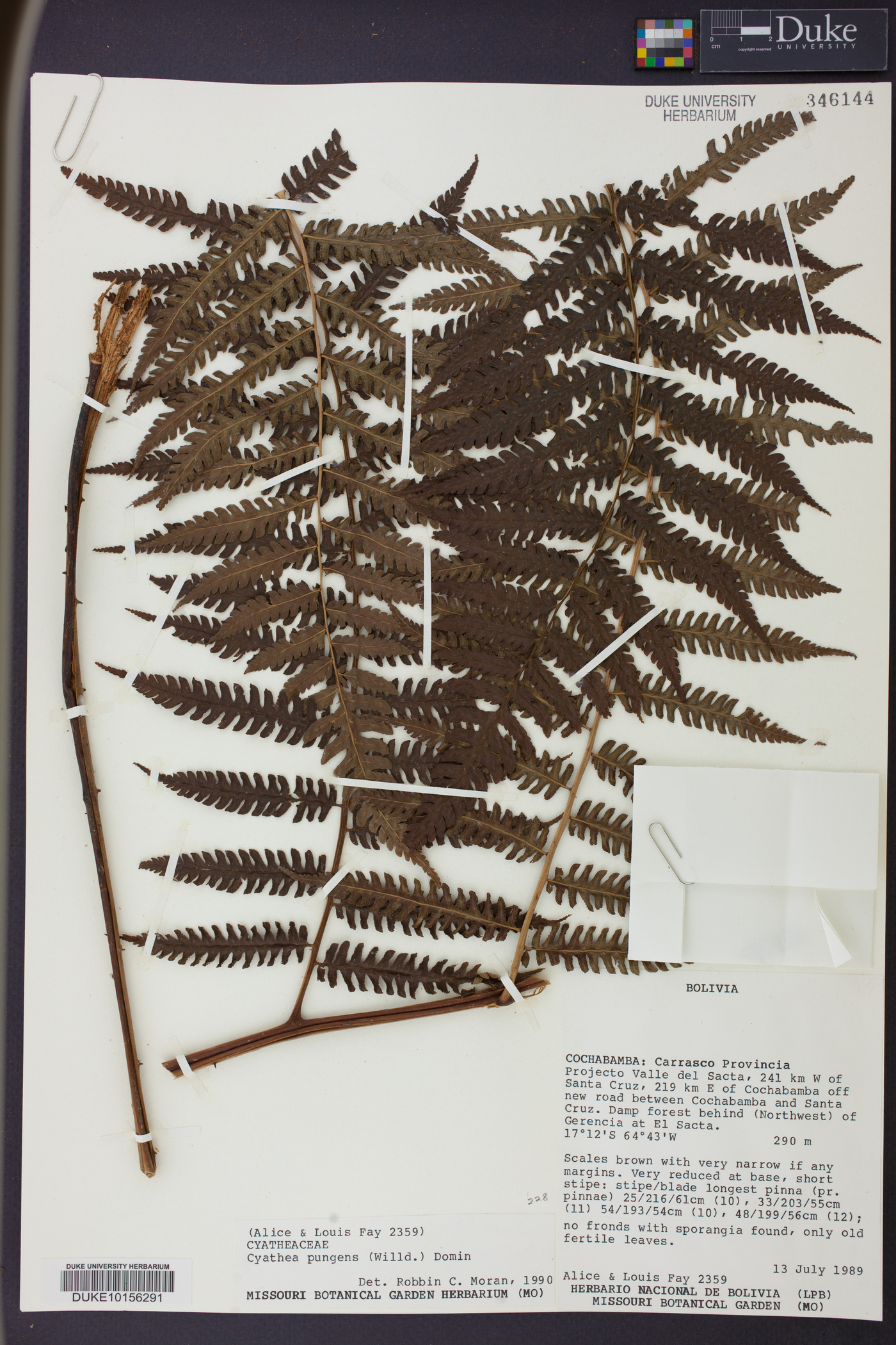 Cyathea pungens image