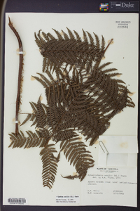 Cyathea senilis image