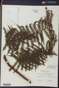 Cyathea senilis image