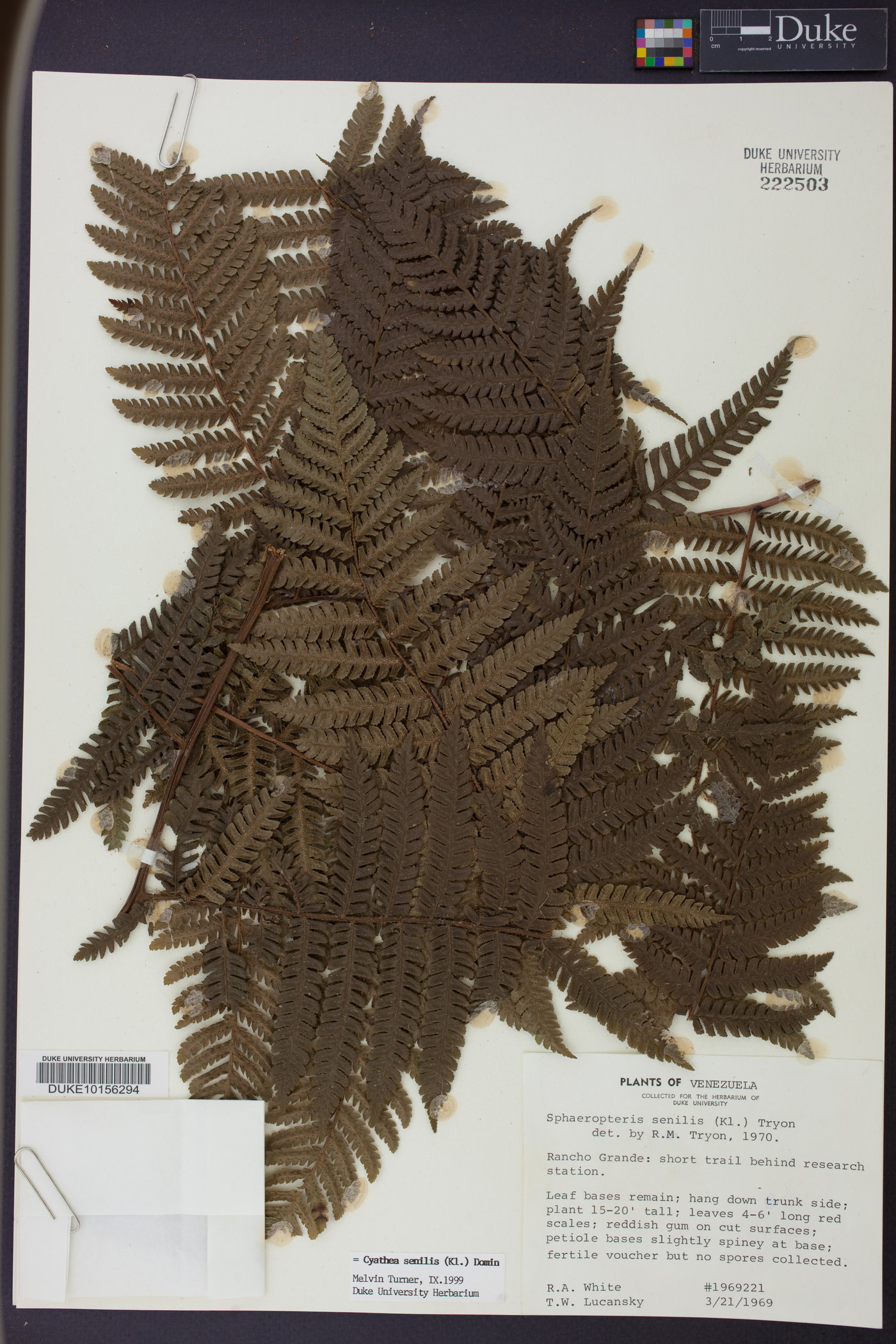 Cyathea senilis image