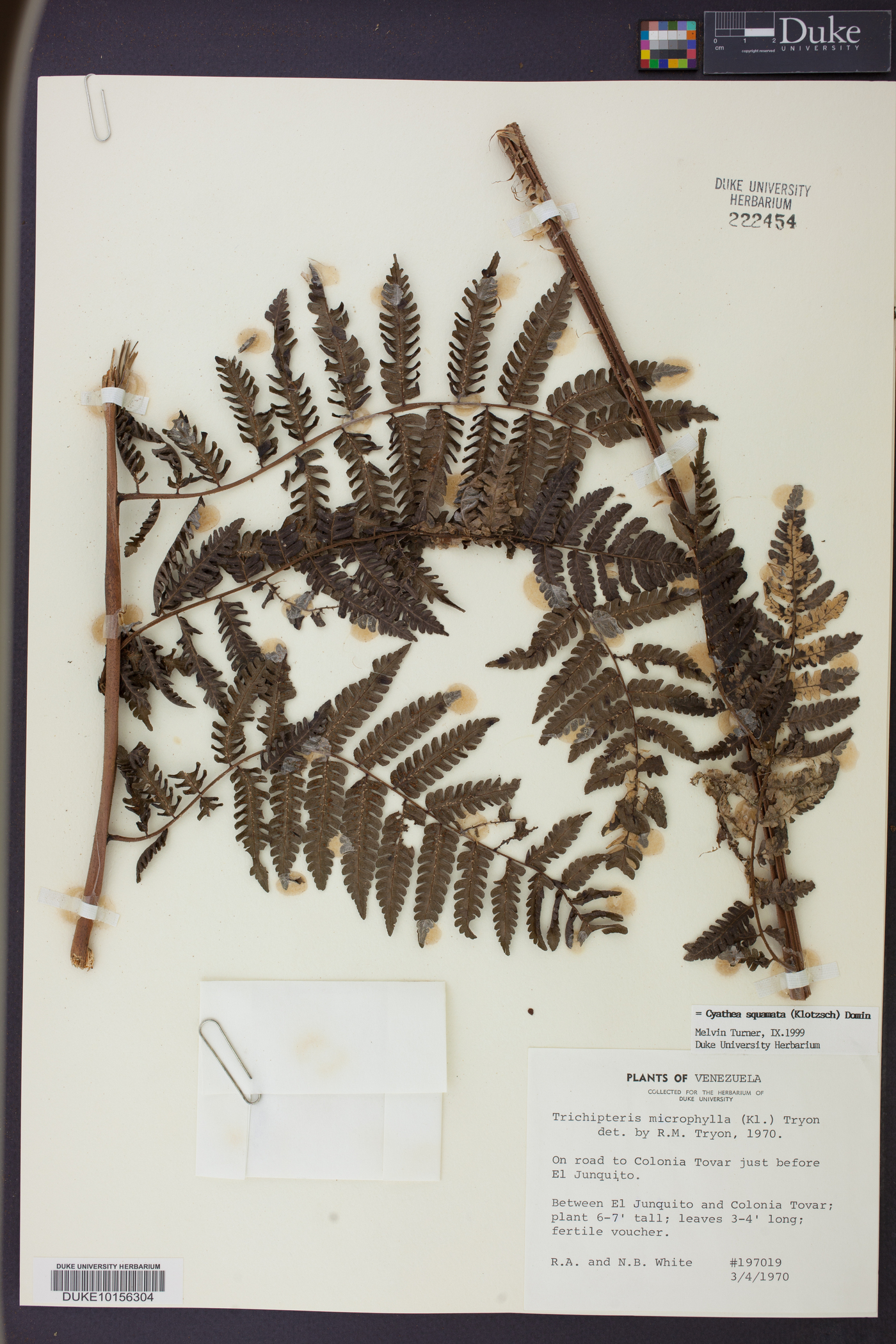 Cyathea squamata image