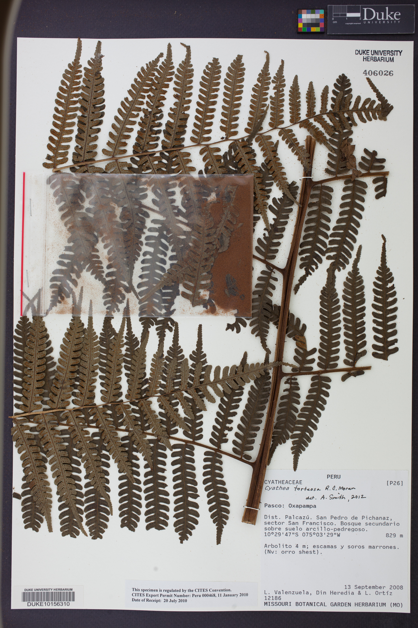 Cyathea tortuosa image