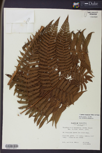 Cyathea tryonorum image