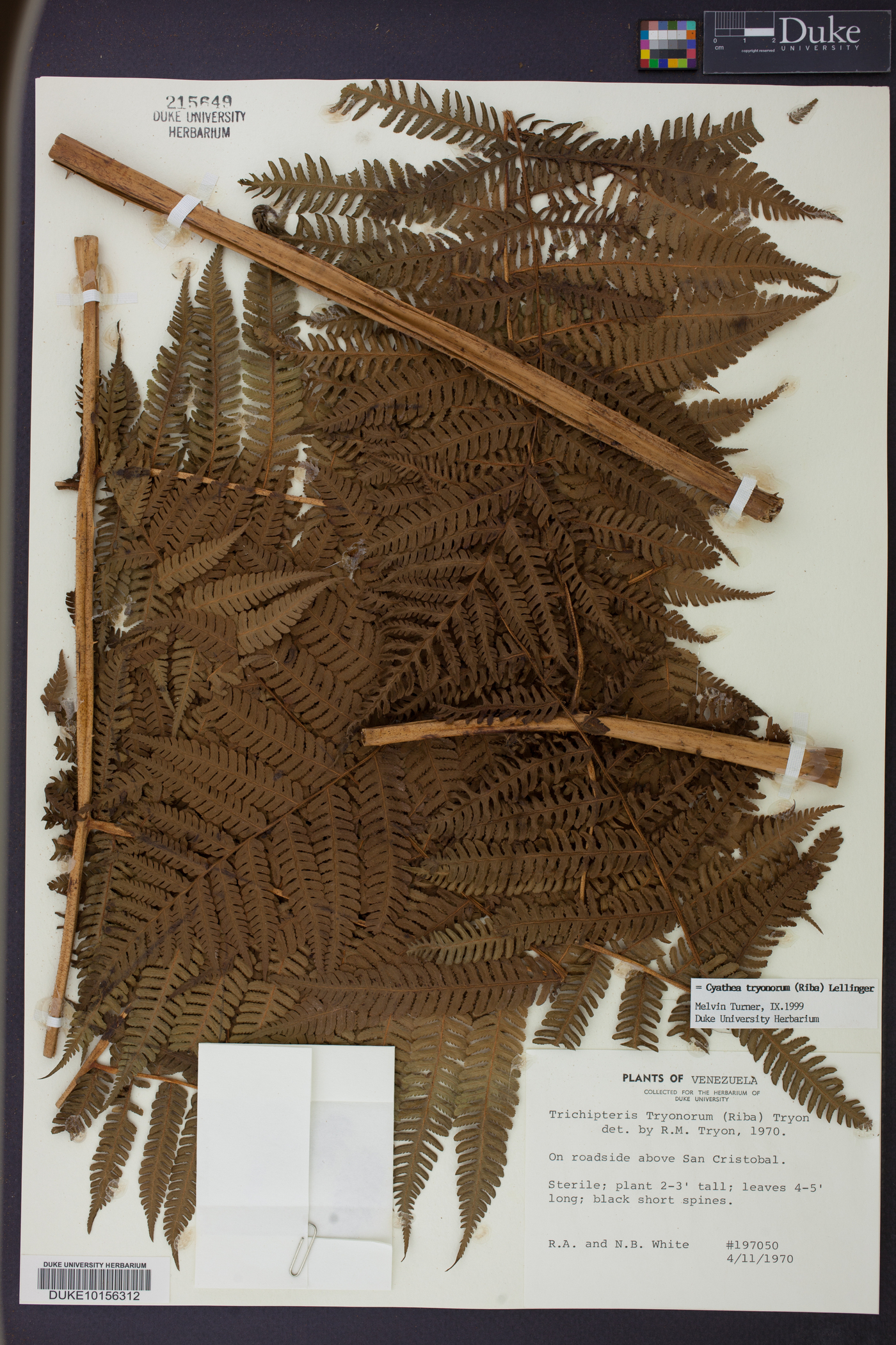 Cyathea tryonorum image