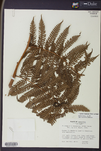 Cyathea tryonorum image