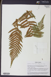 Cyathea villosa image