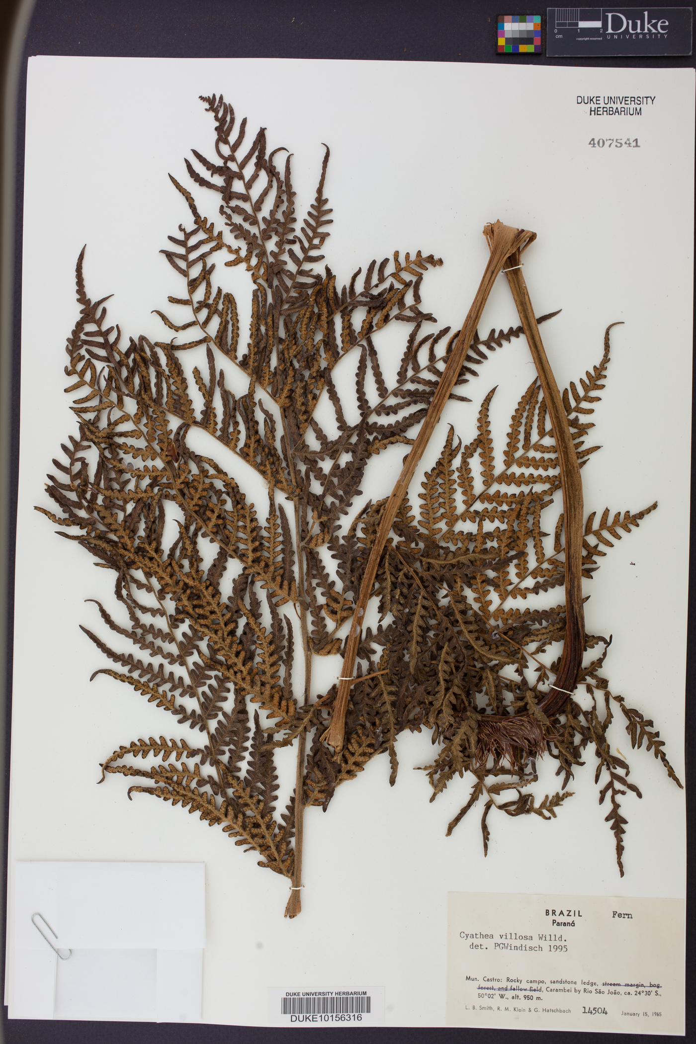 Cyathea villosa image