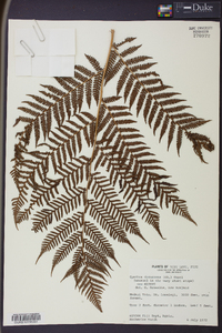 Cyathea decurrens image