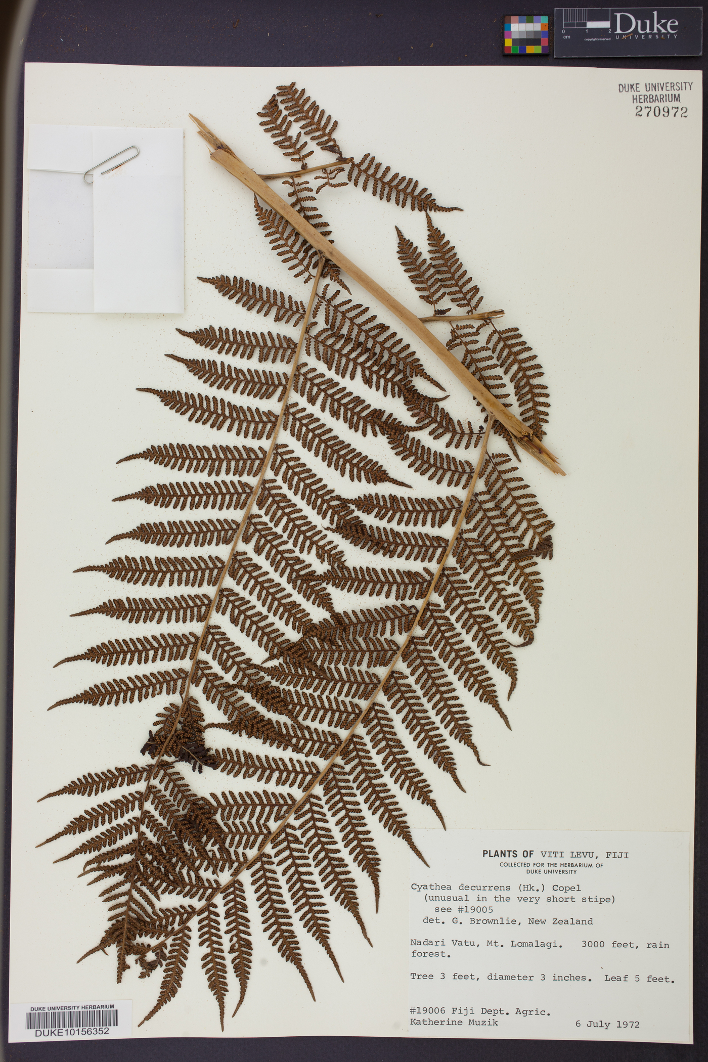 Cyathea decurrens image