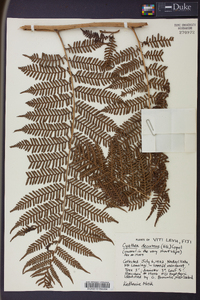 Cyathea decurrens image