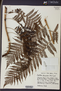 Cyathea decurrens image