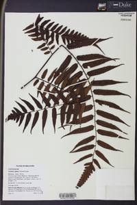 Cyathea glabra image