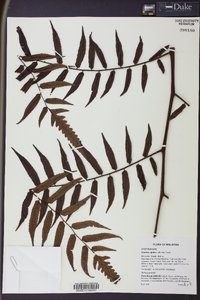 Cyathea glabra image