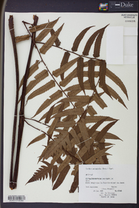 Cyathea podophylla image