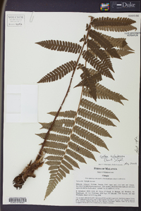 Cyathea trichodesma image