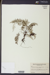 Cyathea hymenophylloides image