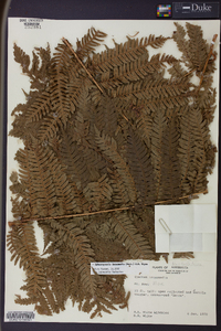 Cyathea intermedia image