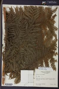 Cyathea intermedia image