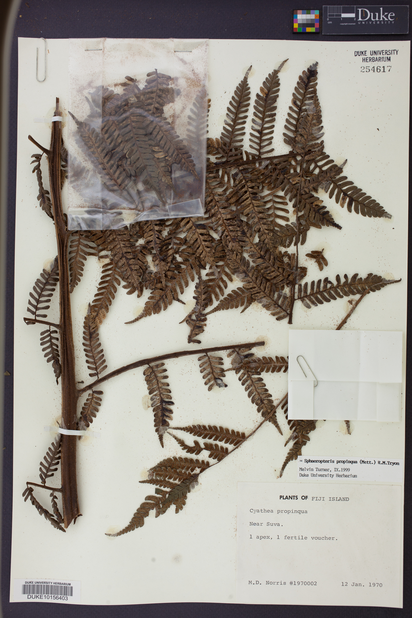 Cyathea propinqua image