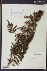 Cyathea propinqua image