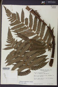 Cyathea propinqua image