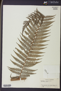 Dicksonia gigantea image