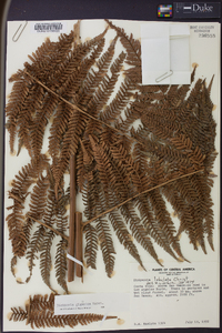 Dicksonia gigantea image