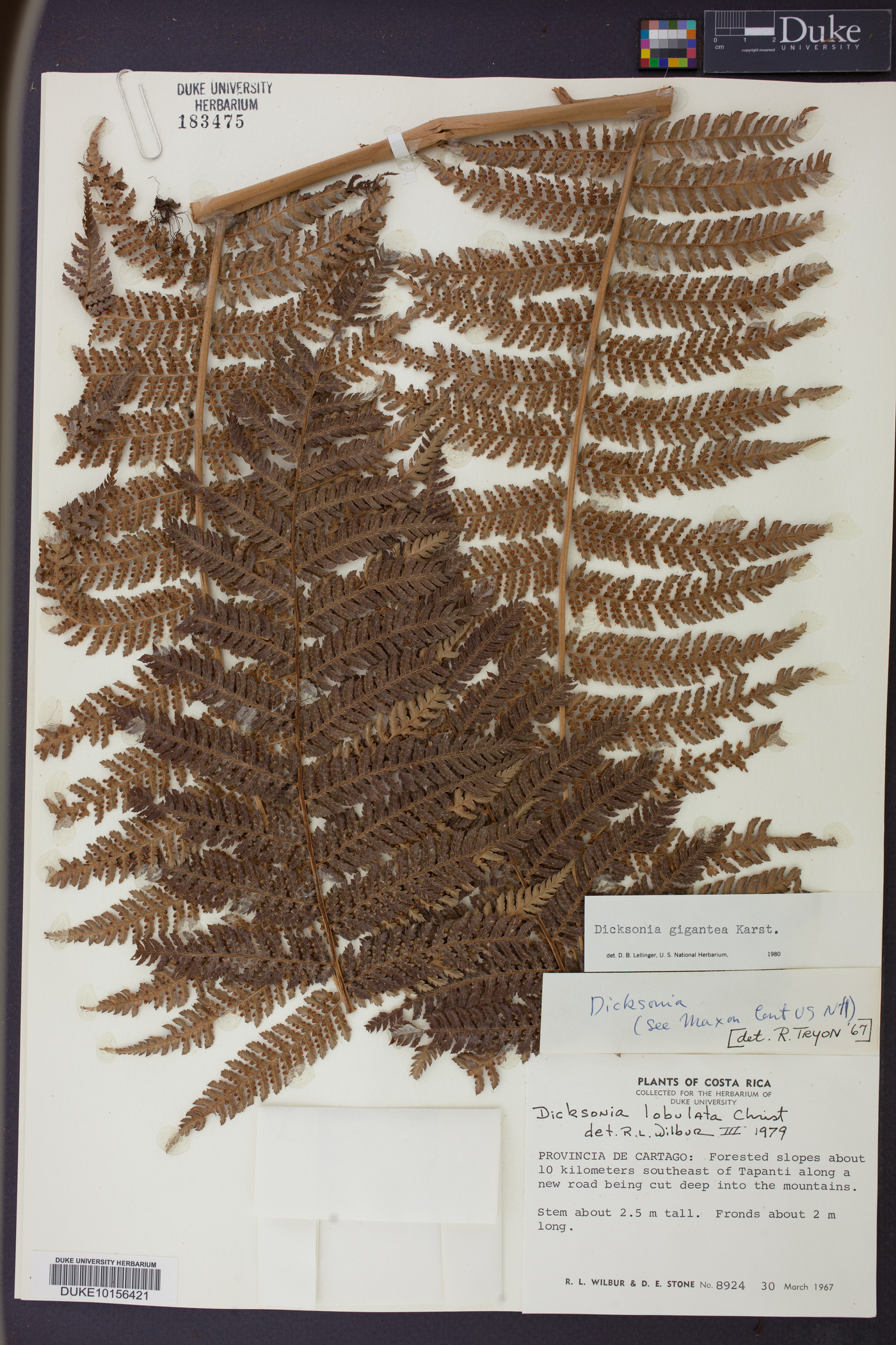 Dicksonia gigantea image