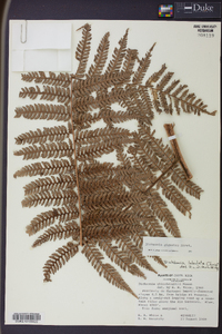 Dicksonia gigantea image