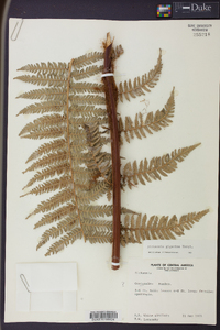 Dicksonia gigantea image