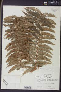 Dicksonia gigantea image