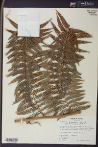 Dicksonia gigantea image