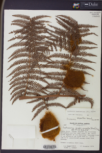 Dicksonia karsteniana image