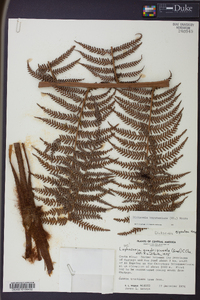 Dicksonia karsteniana image