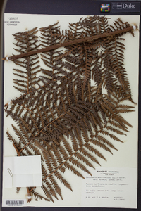 Dicksonia karsteniana image