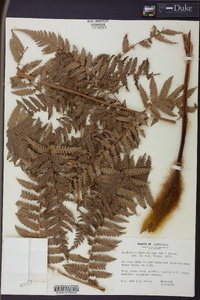 Dicksonia karsteniana image