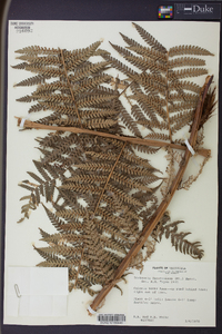 Dicksonia karsteniana image