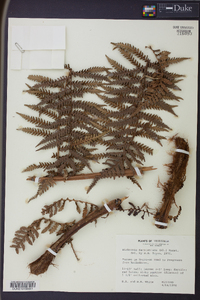 Dicksonia karsteniana image