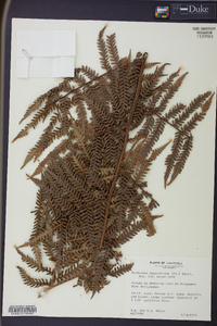 Dicksonia karsteniana image