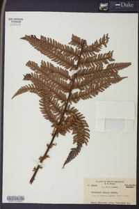 Dicksonia blumei image