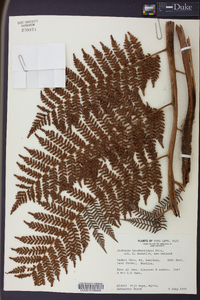 Dicksonia brackenridgei image