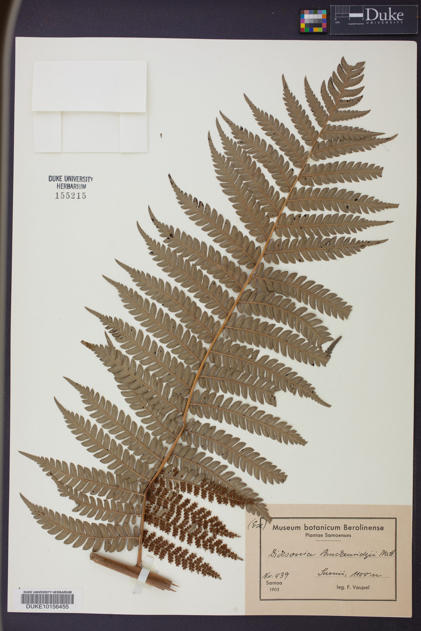 Dicksonia brackenridgei image