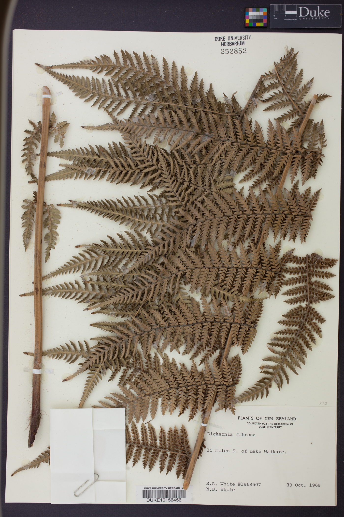Dicksonia fibrosa image